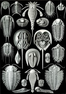 48 haeckel aspidonia