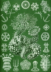 51 haeckel thuroidea