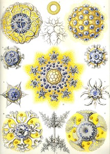 52 haeckel polycyttaria