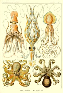 55 haeckel gamochonia