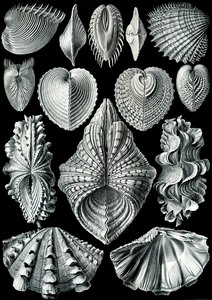 56 haeckel acephala