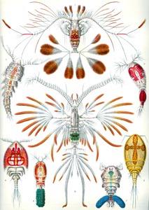 57 haeckel copepoda