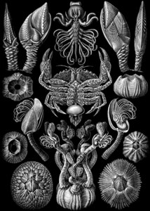 58 haeckel cirripedia
