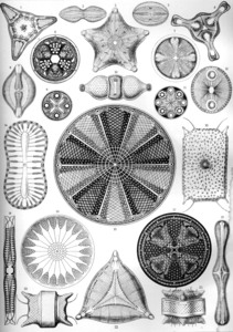 5 haeckel diatomea