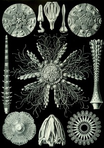 61 haeckel echinidea Print