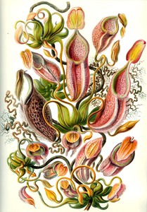 63 haeckel nepenthaceae