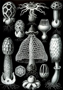 64 haeckel basimycetes