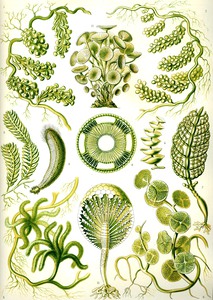 65 haeckel siphoneae