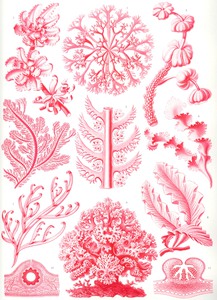 66 haeckel florideae