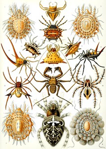 67 haeckel arachnida