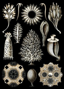 6 haeckel calcispongiae