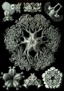 71 haeckel ophiodea