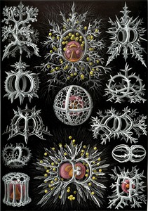 72 haeckel stephoidea