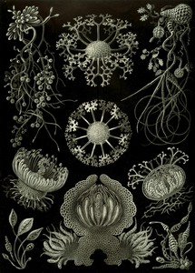 74 haeckel ascomycetes