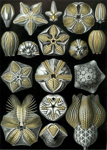 81 haeckel blastoidea