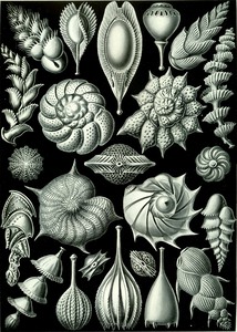 82 haeckel thalamophora