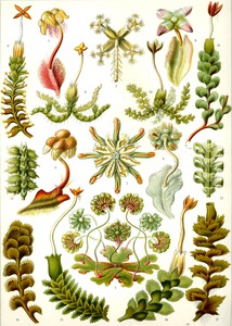 83 haeckel hepaticae