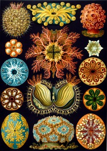 86 haeckel ascidiae