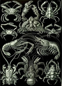 87 haeckel decapoda