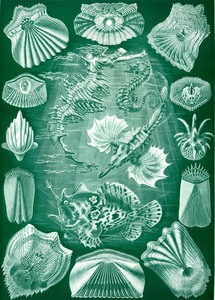 88 haeckel teleostei