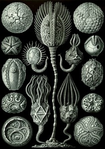 91 haeckel cystoidea