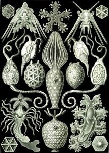 96 haeckel amphoridea
