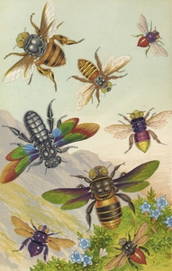 Barret and Sons Beautiful Exotic Bees 1871
