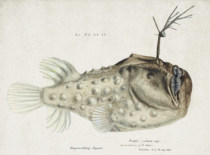 Frank E Clarke Antique Prickly anglerfish 1849 1899