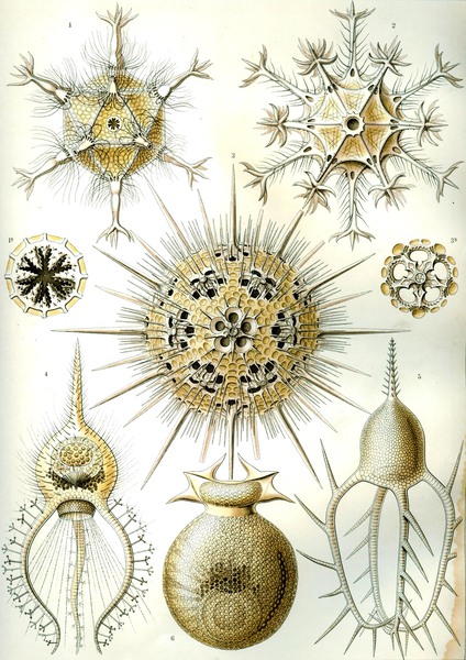 2 haeckel phaeodaria Print