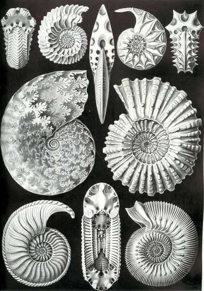 45 haeckel ammonitida by TOPARTGALLERY