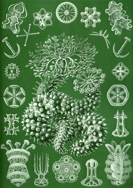51 haeckel thuroidea Print