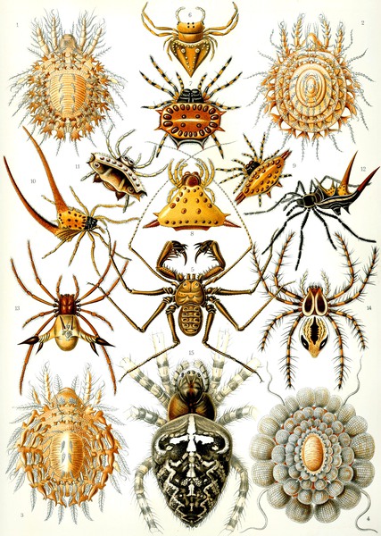 67 haeckel arachnida by TOPARTGALLERY