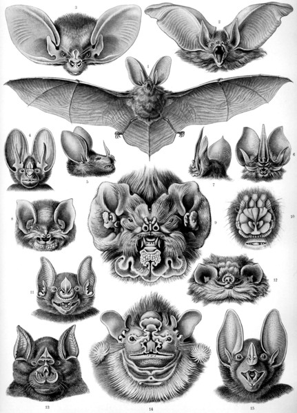 68 haeckel chiroptera by TOPARTGALLERY