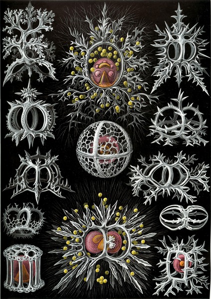 72 haeckel stephoidea Print