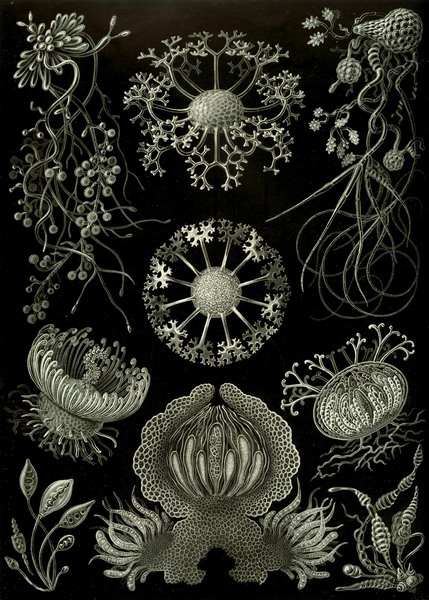 74 haeckel ascomycetes Print