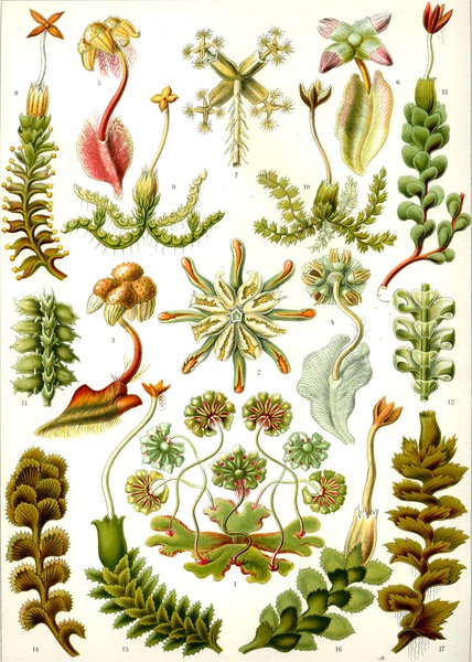 83 haeckel hepaticae Print