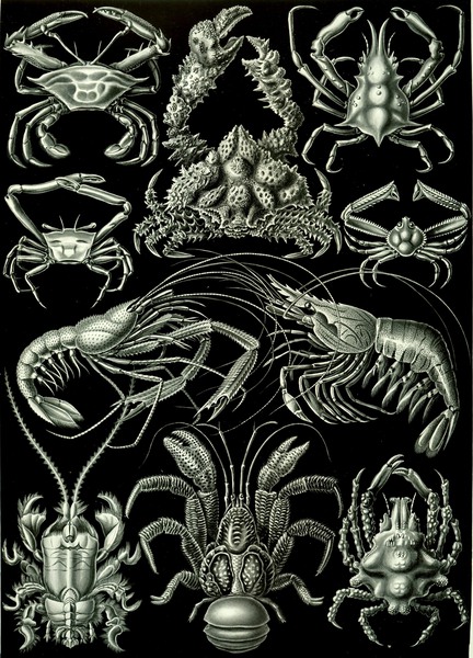 87 haeckel decapoda by TOPARTGALLERY
