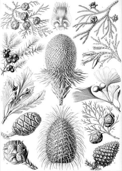95 haeckel coniferae by TOPARTGALLERY
