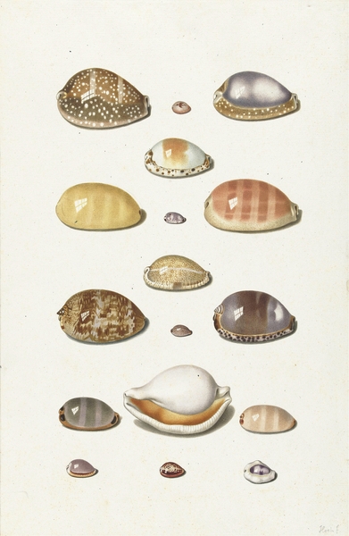 Johann Gustav Hoch Cowry Shells ca 1779 by TOPARTGALLERY