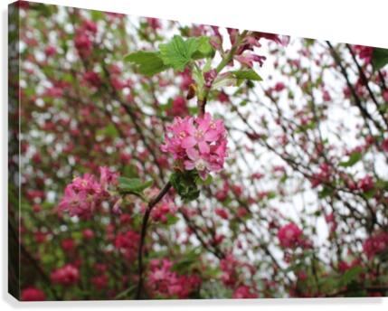 Flowering Canvas Print
