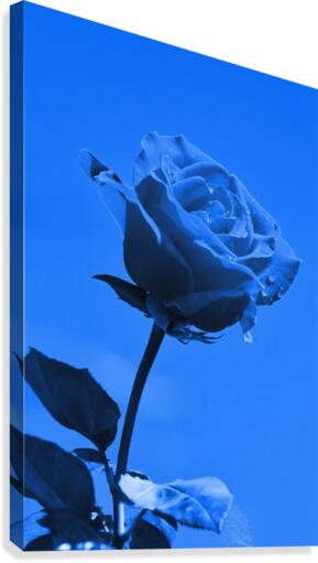 Love Rose blue 8665 by Thula-Photography Wall Art