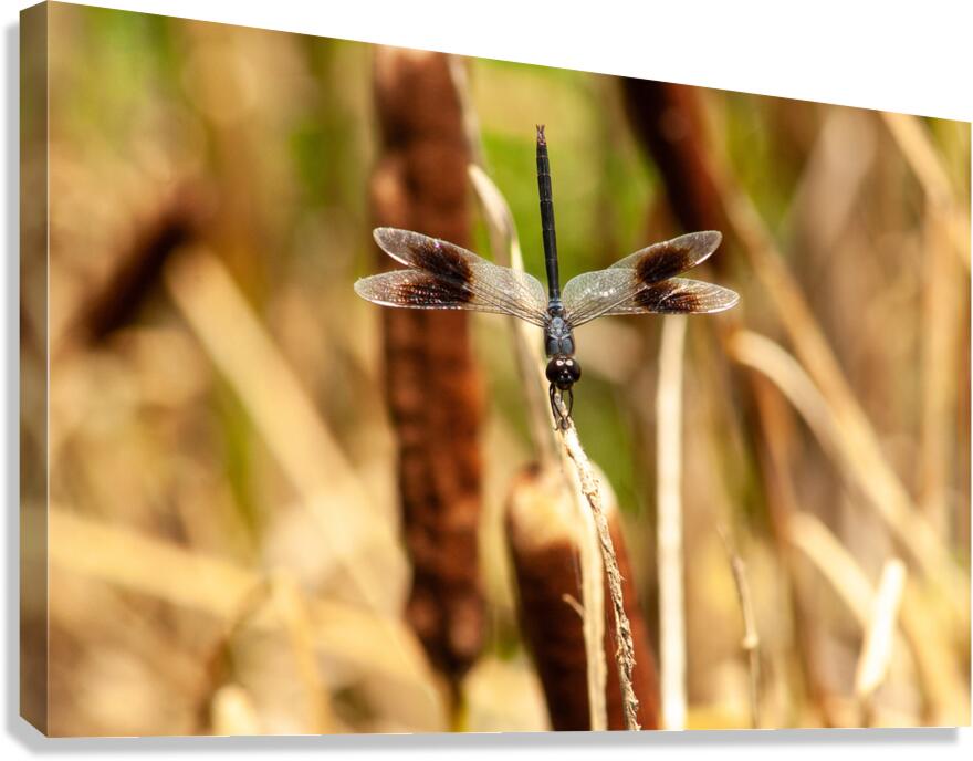  MG 8718 Canvas Print