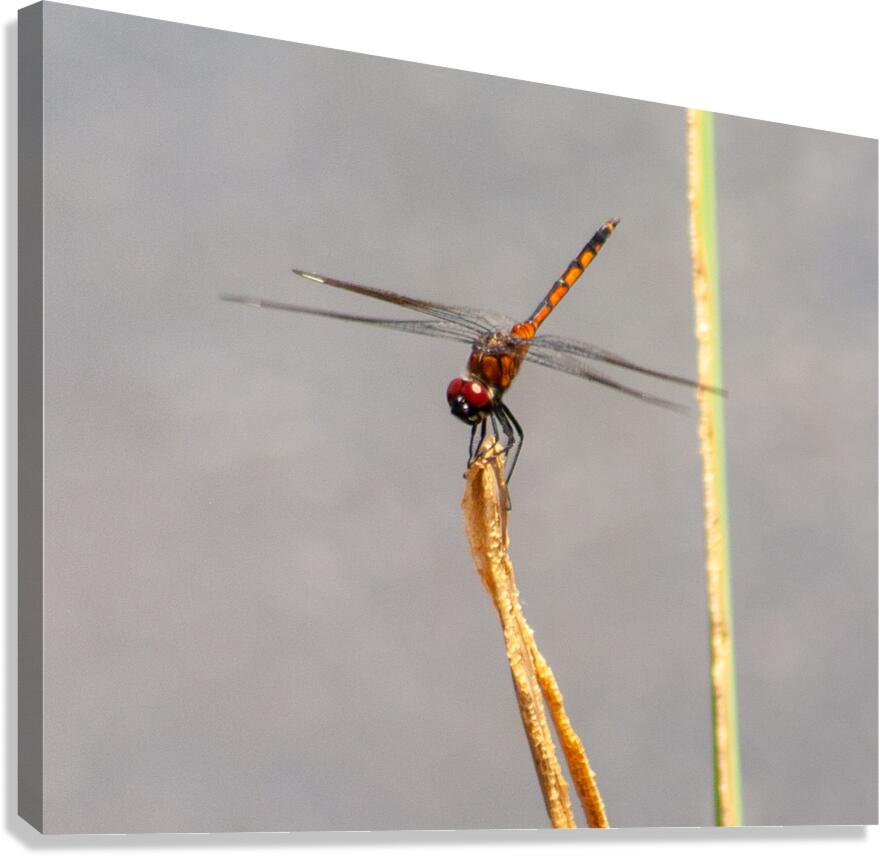  MG 8769 Canvas Print