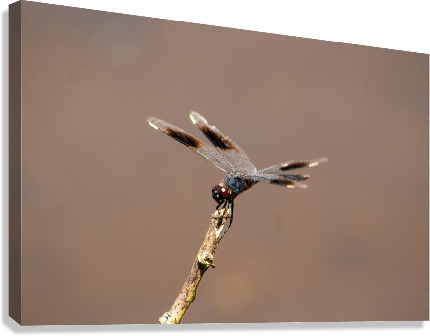  MG 8763 Canvas Print