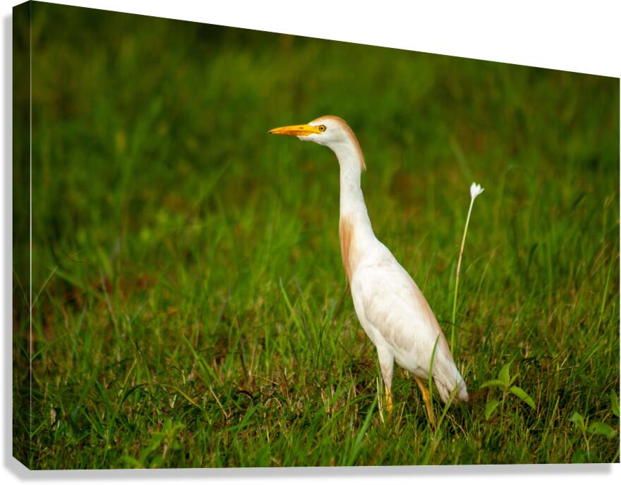  MG 8484 Canvas Print