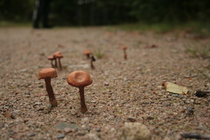 Mushrooms