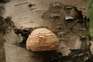 Mushrooms