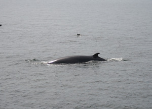 Baleine_4