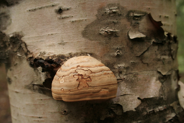 Mushrooms Print