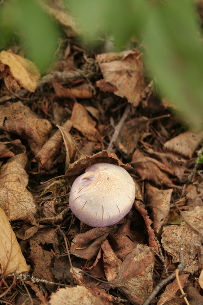 Mushrooms Print
